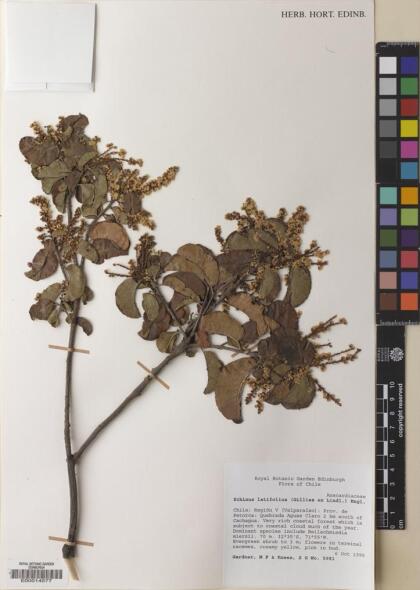 Schinus latifolia [Espécimen: ]