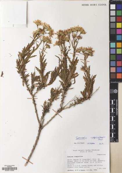 Senecio coquimbensis [Espécimen: ]
