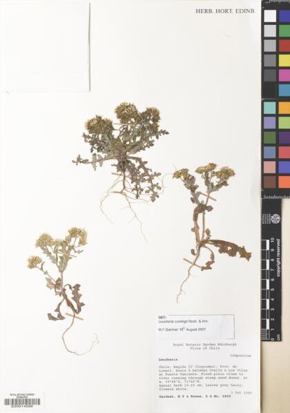 Leucheria cumingii [Espécimen: ]