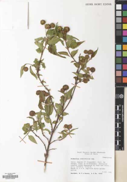 Podanthus ovatifolius [Espécimen: ]