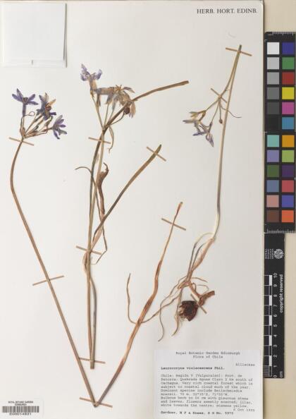 Leucocoryne violacescens [Espécimen: ]