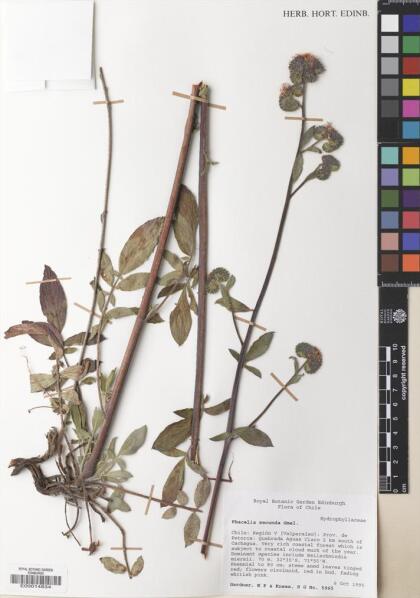 Phacelia secunda [Espécimen: ]