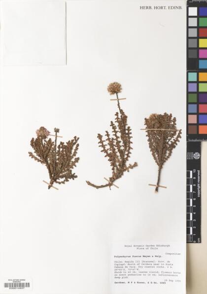 Polyachyrus fuscus [Espécimen: ]