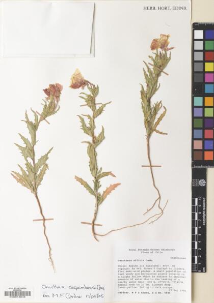 Oenothera affinis [Espécimen: ]