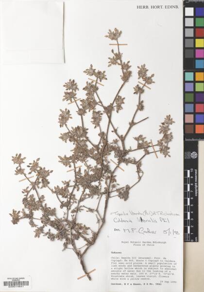Tiquilia litoralis [Espécimen: ]