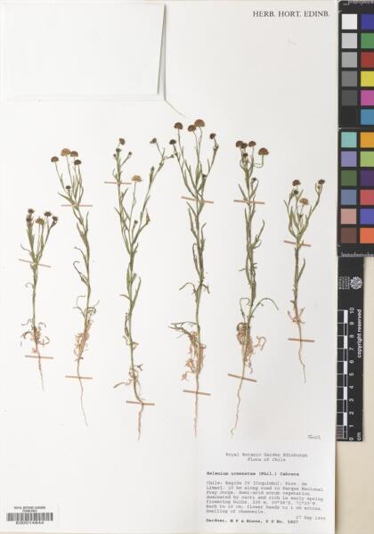 Helenium urmenetae [Espécimen: ]