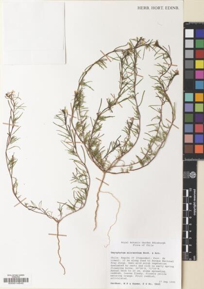 Camissonia dentata [Espécimen: ]