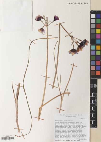 Leucocoryne purpurea [Espécimen: ]