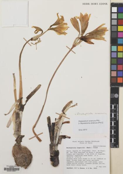 Zephyranthes bagnoldii [Espécimen: ]