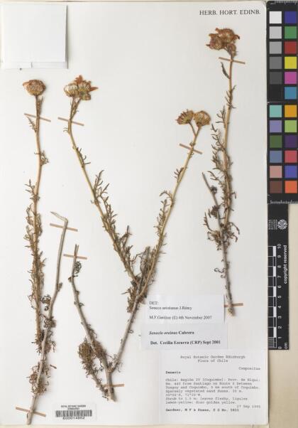 Senecio aristianus [Espécimen: ]
