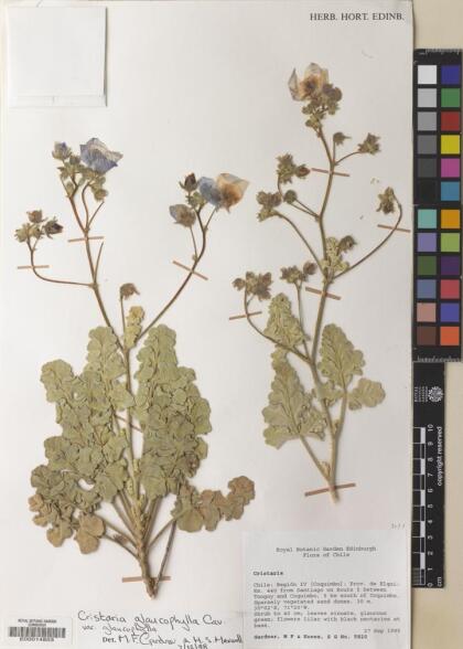Cristaria glaucophylla var. glaucophylla [Espécimen: ]