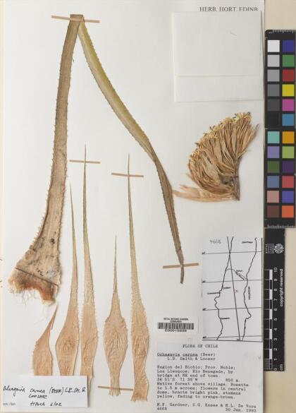 Ochagavia carnea [Espécimen: ]