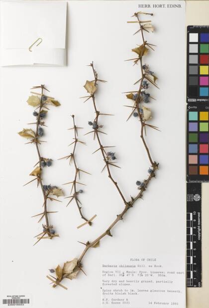 Berberis chilensis [Espécimen: ]