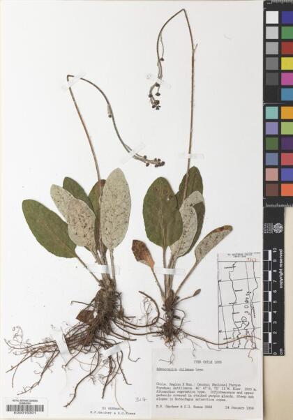 Adenocaulon chilense [Espécimen: ]