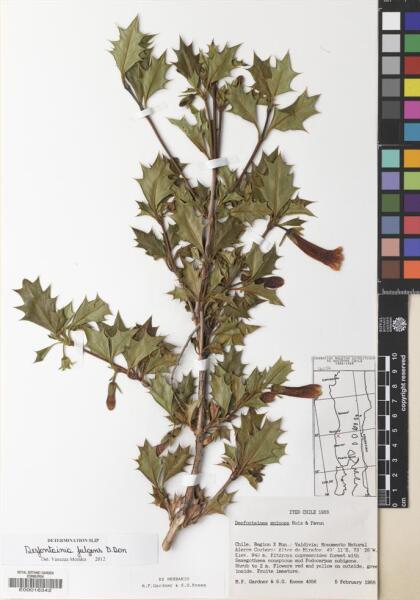 Desfontainia fulgens [Espécimen: ]