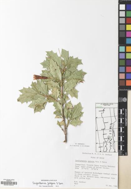 Desfontainia fulgens [Espécimen: ]