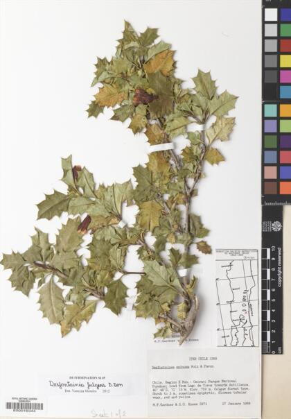 Desfontainia fulgens [Espécimen: ]