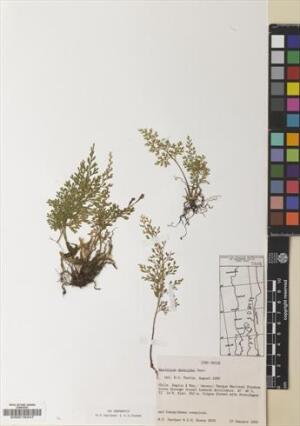 Asplenium dareoides [Espécimen: ]
