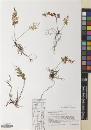 Asplenium dareoides [Espécimen: ]