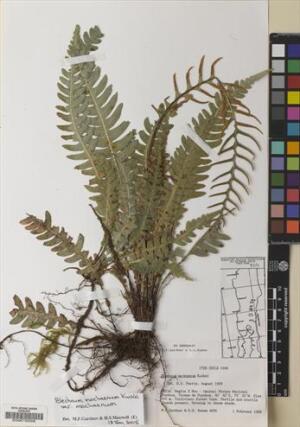 Austroblechnum lechleri [Espécimen: ]