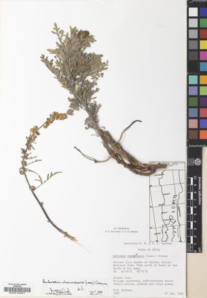 Ambrosia chamissonis [Espécimen: ]
