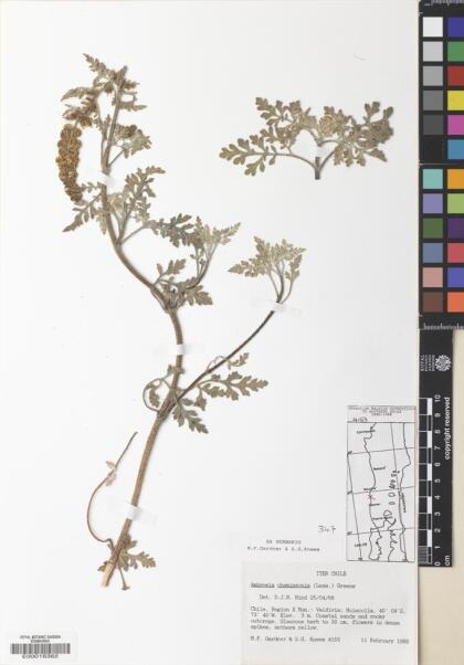Ambrosia chamissonis [Espécimen: ]