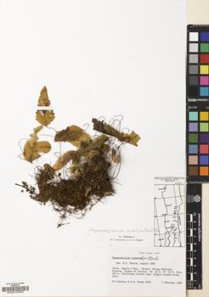 Hymenoglossum cruentum [Espécimen: ]