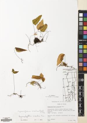 Hymenoglossum cruentum [Espécimen: ]