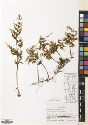 Hymenophyllum krauseanum [Espécimen: ]