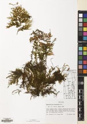 Hymenophyllum krauseanum [Espécimen: ]