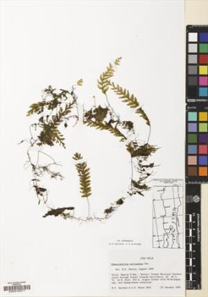 Hymenophyllum pectinatum [Espécimen: ]