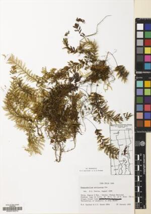 Hymenophyllum pectinatum [Espécimen: ]
