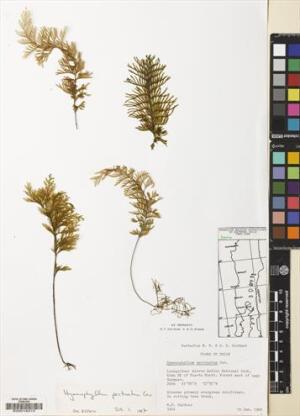 Hymenophyllum pectinatum [Espécimen: ]