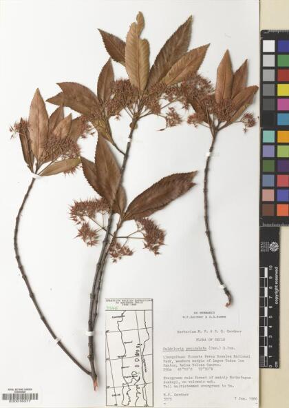 Caldcluvia paniculata [Espécimen: ]