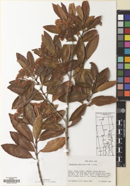 Caldcluvia paniculata [Espécimen: ]