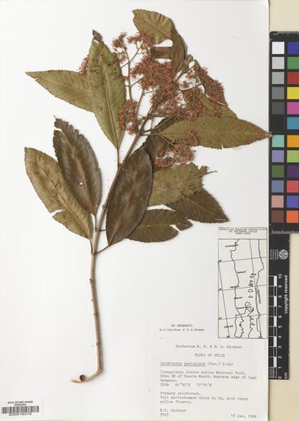 Caldcluvia paniculata [Espécimen: ]