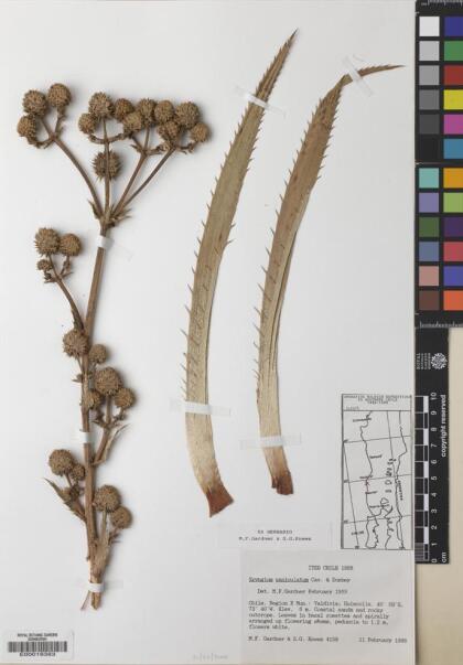 Eryngium paniculatum [Espécimen: ]