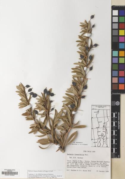 Berberis trigona [Espécimen: ]
