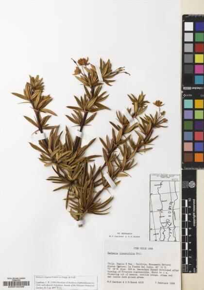 Berberis trigona [Espécimen: ]