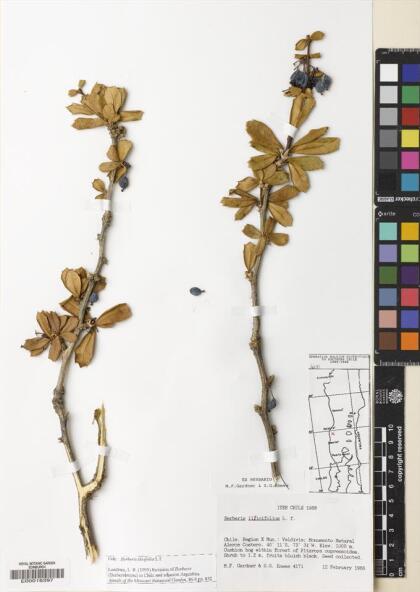 Berberis ilicifolia [Espécimen: ]