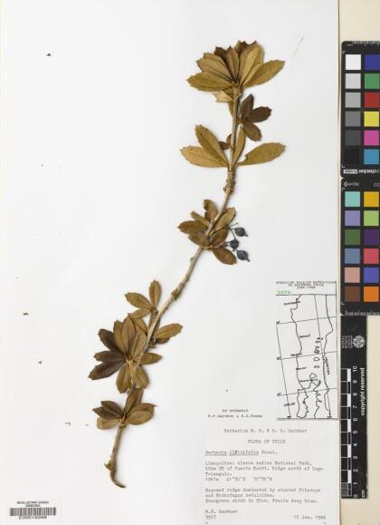 Berberis ilicifolia [Espécimen: ]