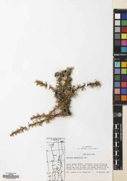 Berberis empetrifolia [Espécimen: ]