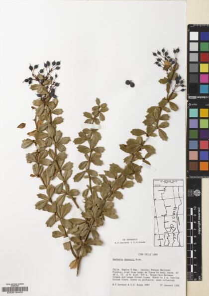 Berberis darwinii [Espécimen: ]