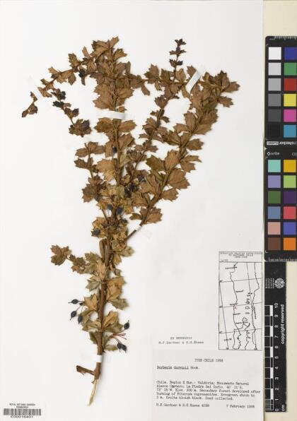 Berberis darwinii [Espécimen: ]