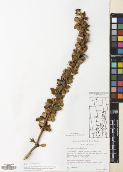 Berberis microphylla [Espécimen: ]