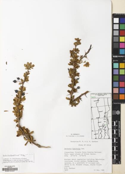 Berberis microphylla [Espécimen: ]