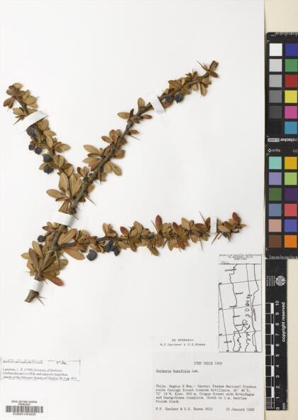 Berberis microphylla [Espécimen: ]