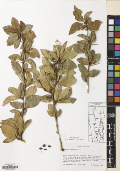 Berberis valdiviana [Espécimen: ]