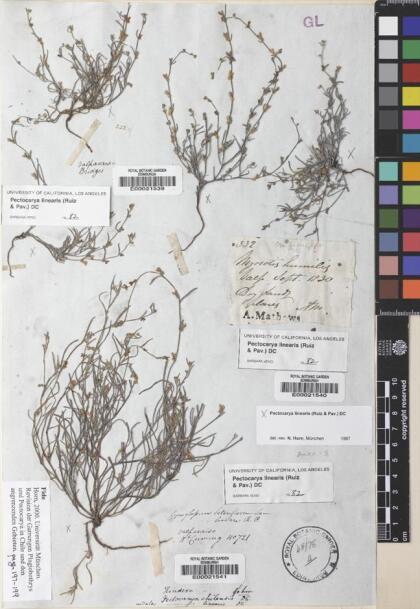 Pectocarya linearis [Espécimen: ]