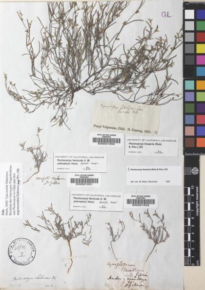 Pectocarya linearis [Espécimen: ]